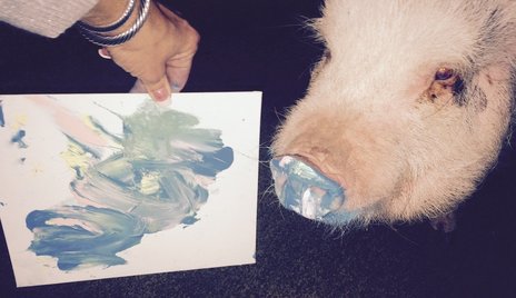 mini pig art