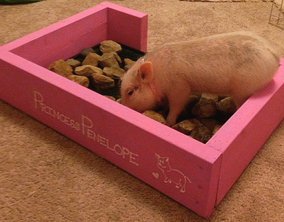 rooting box for pig