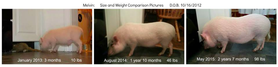 mini pig growth chart