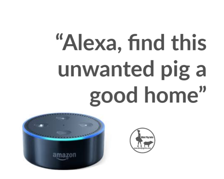 Alexa, find this pig a home