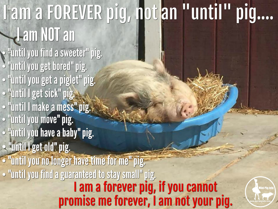 Forever Pig