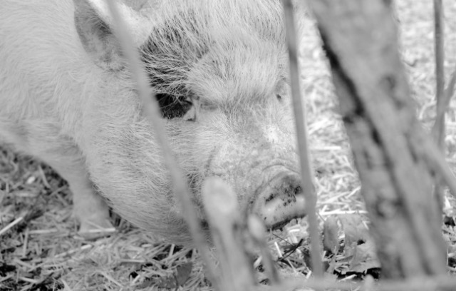 pig markings can make eyes look strange