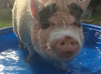 Mini Pig Pool