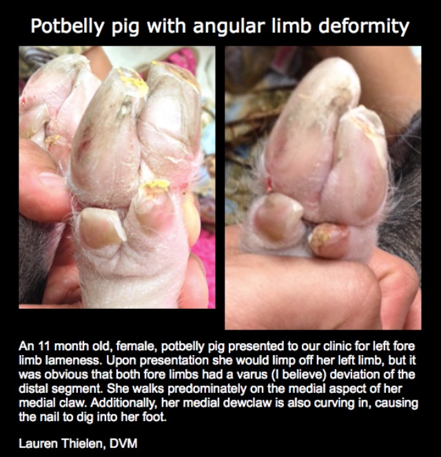 angular limb deformity mini pig