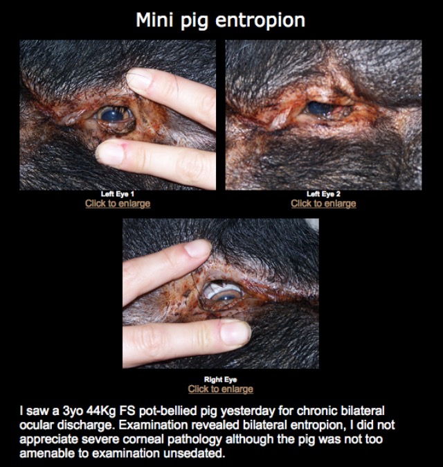 mini pig with entropion