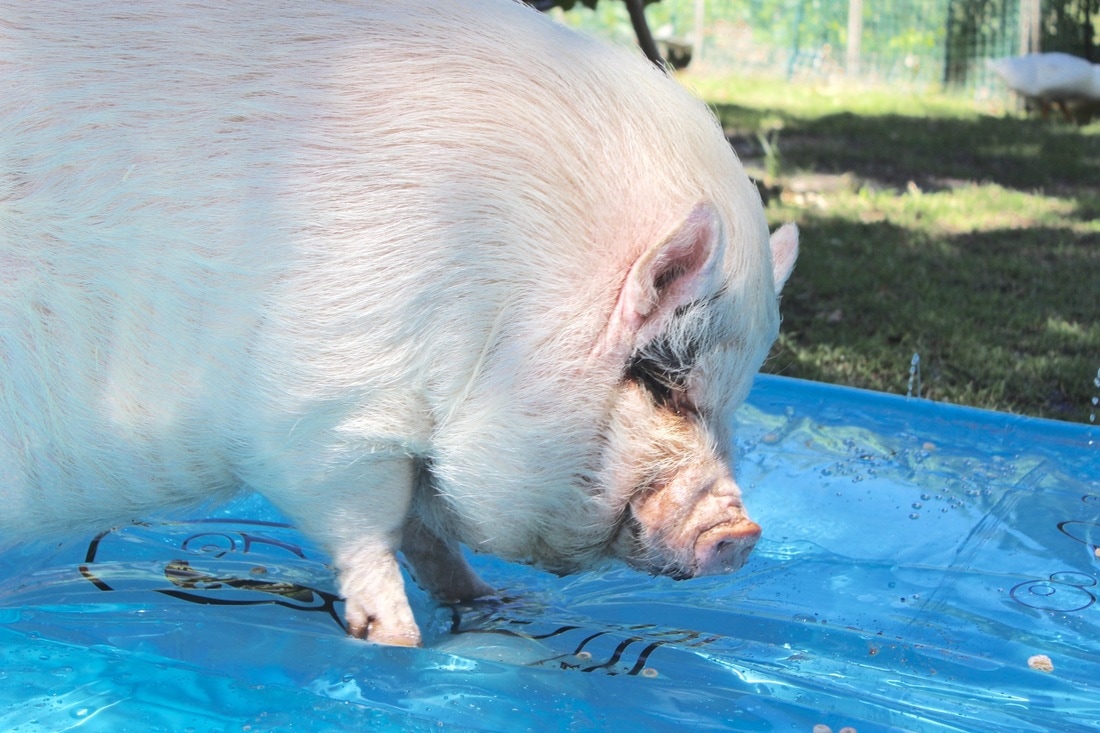 mini pig summertime fun