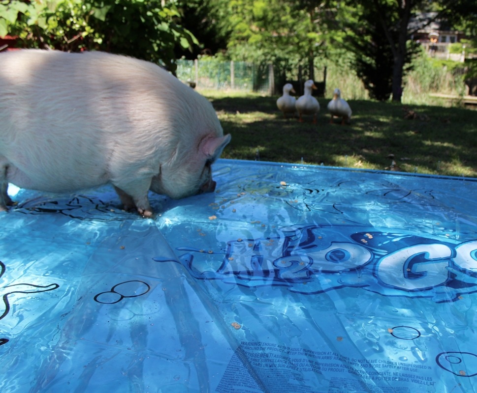 mini pig on H2O go