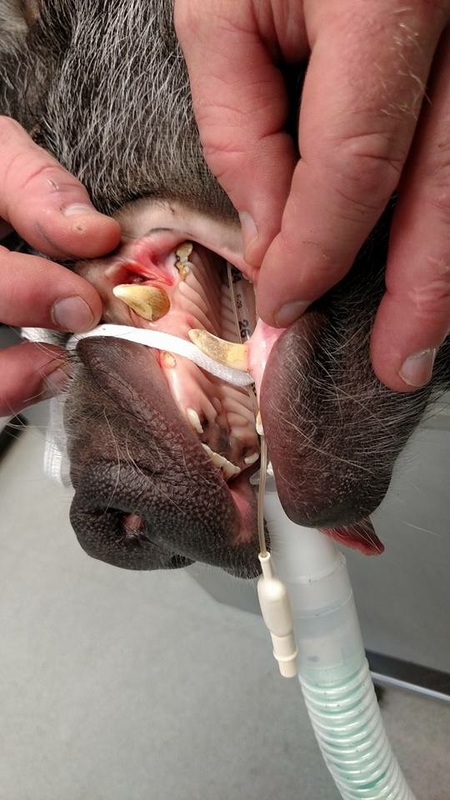 mini pig tusk trim while anesthetized