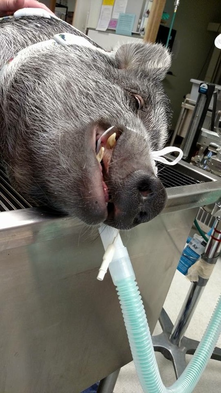 mini pig being sedated for tusk trim