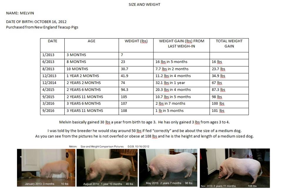 mini pig weight chart