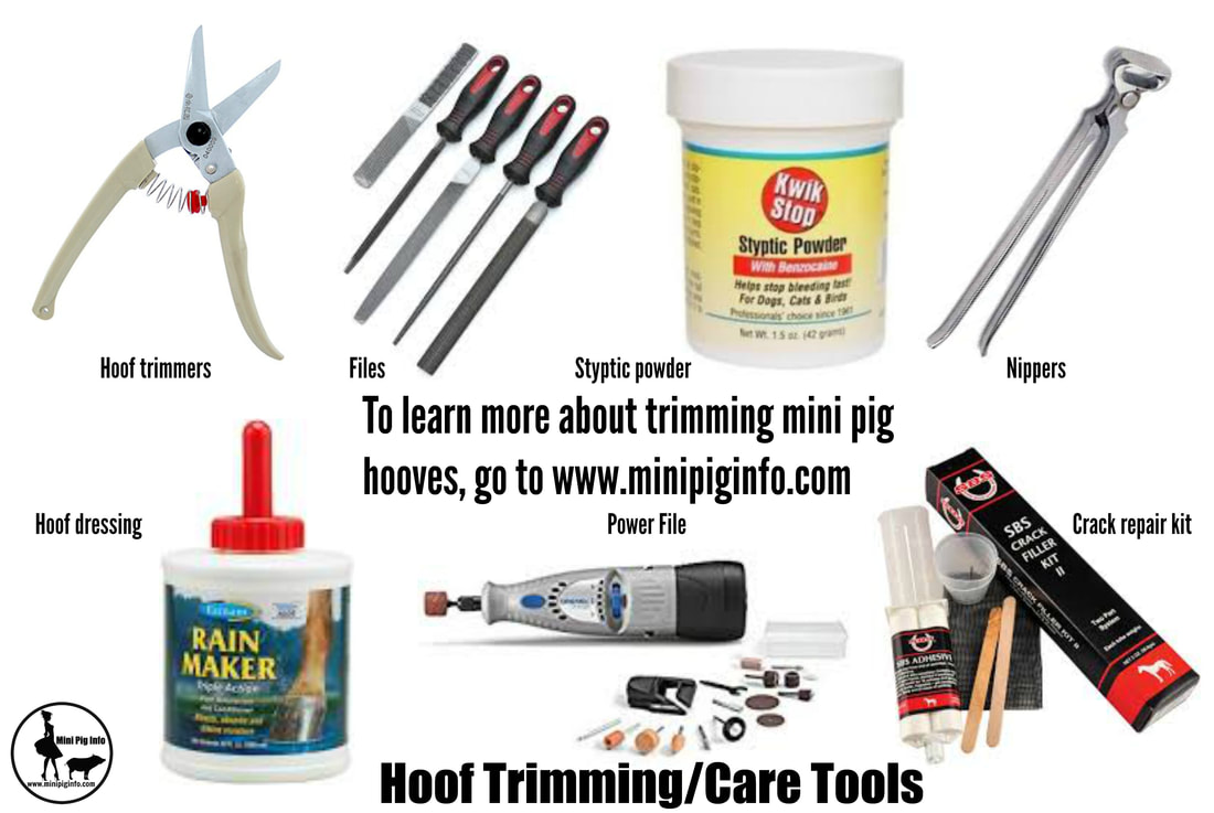 mini pig hoof trimming tools