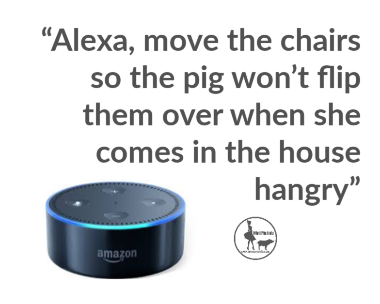 Alexa, my pig is an a**hole