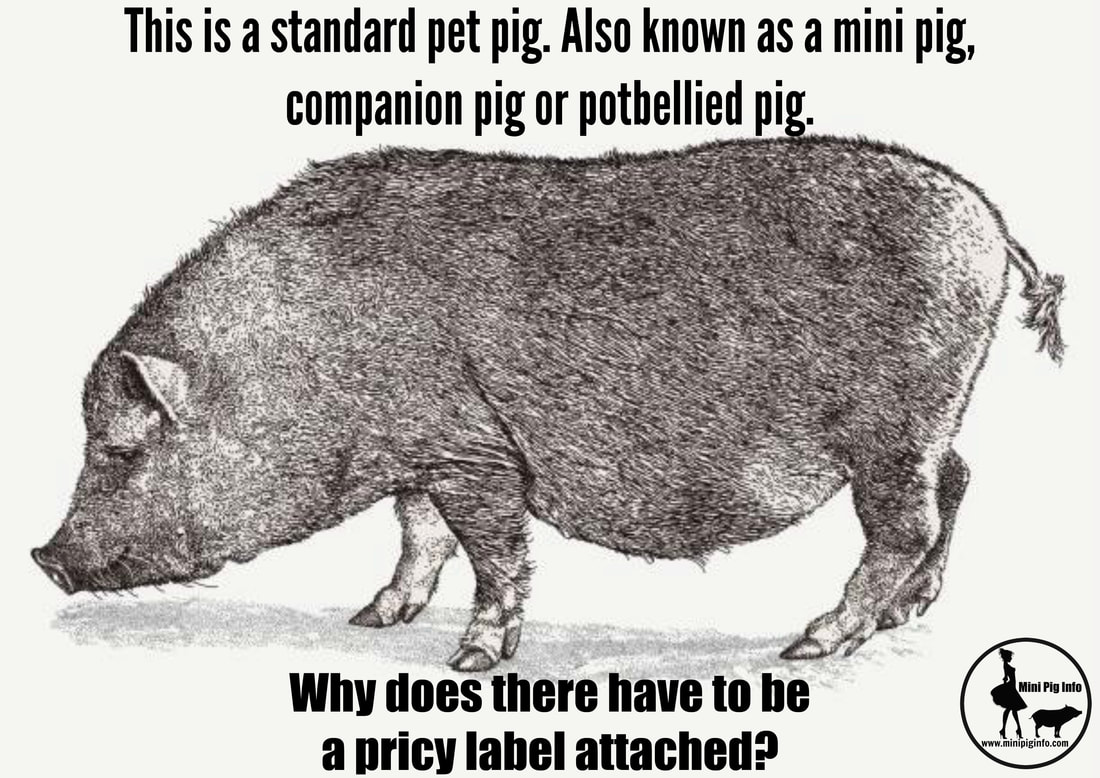 standard pet pig