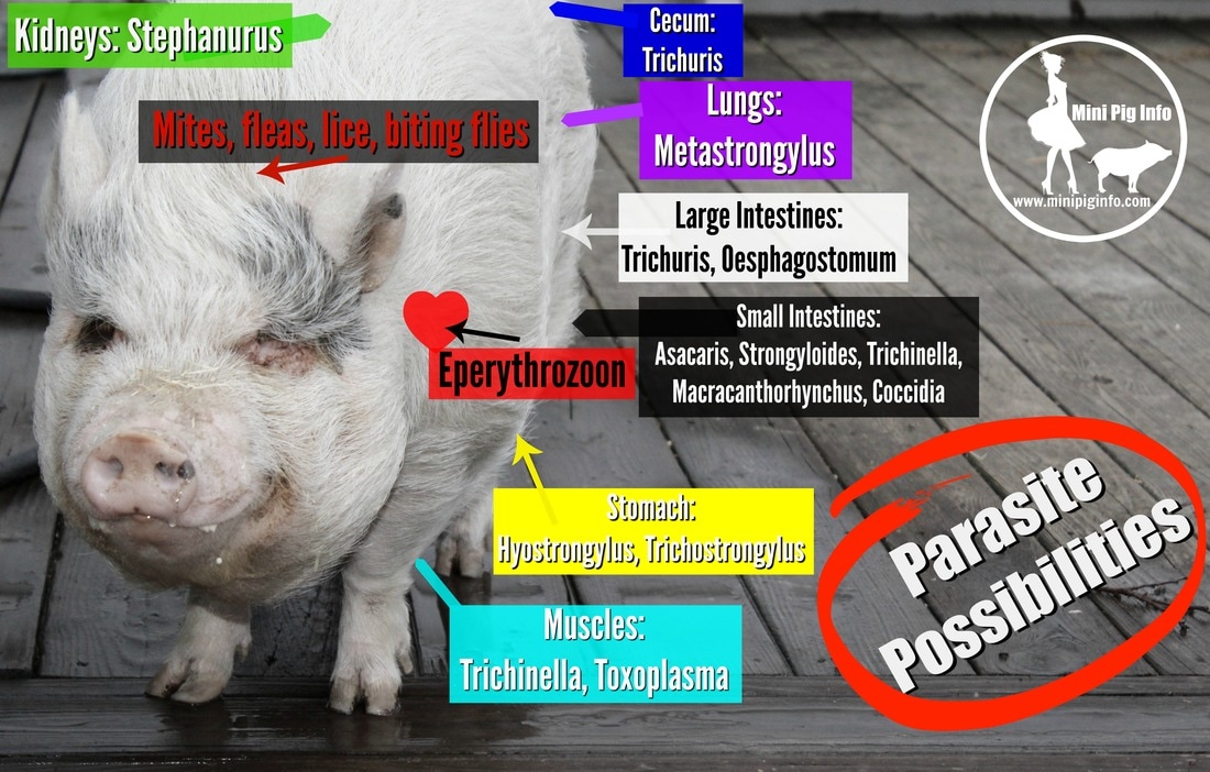 common mini pig parasites