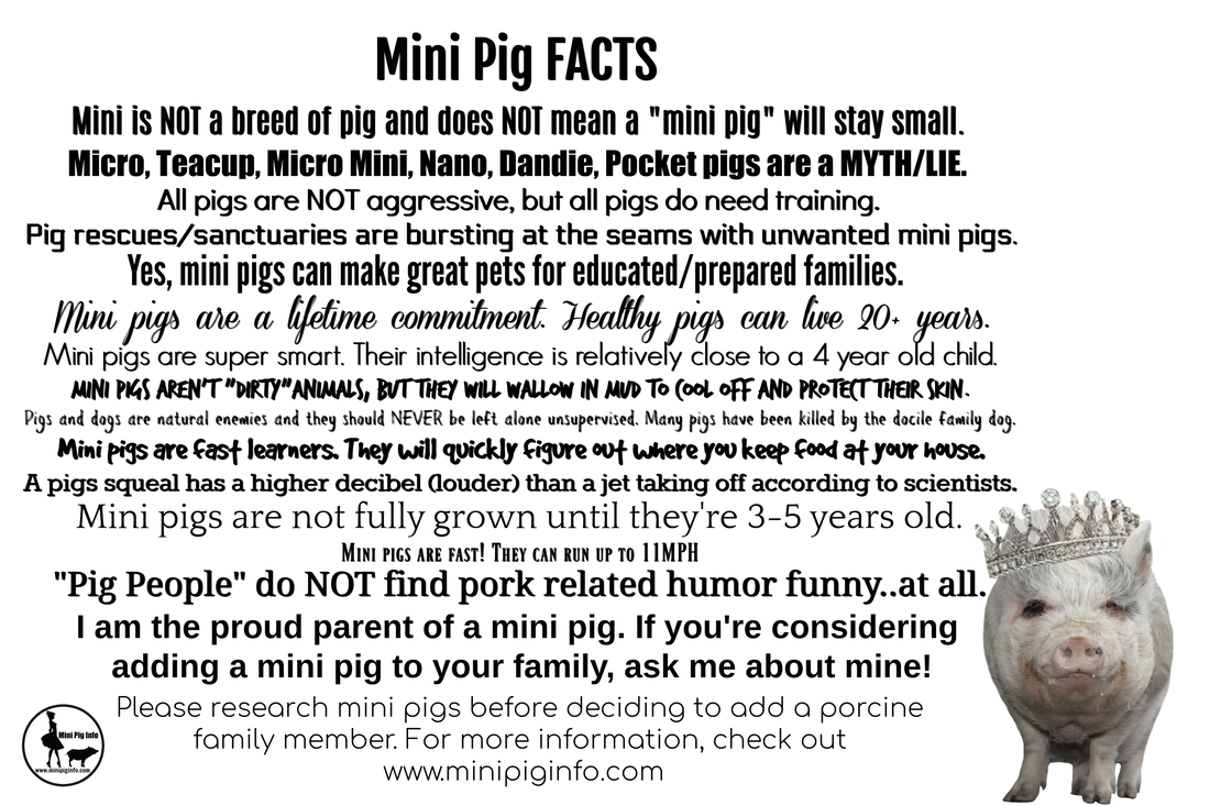 Did You Know These Things About Pigs? - Mini Pig Info