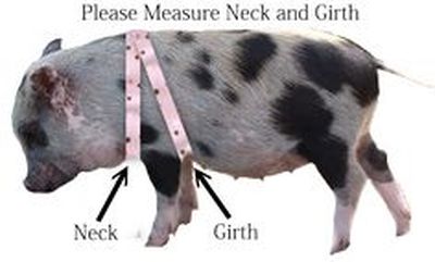 pig measurements