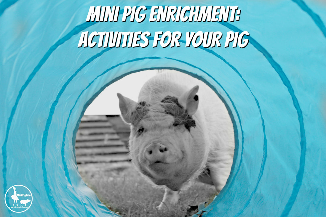 mini pig enrichment