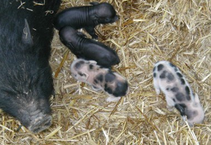 piglets with mama pig