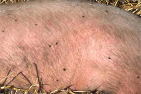 Pig with a tick infestation