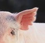 Yorkshire pig ear