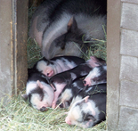piglets with mother