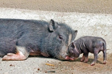 piglet and mini pig
