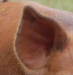 hog ear
