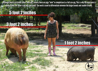 mini pig comparison