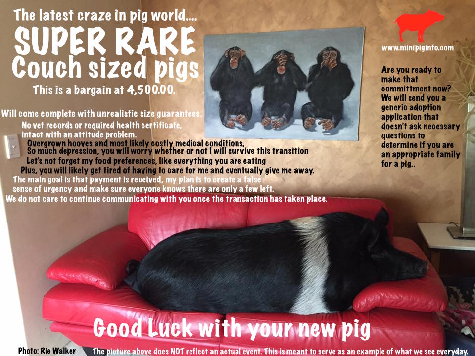 Rare Pigs