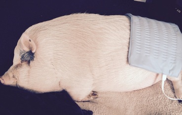 injured potbellied pig