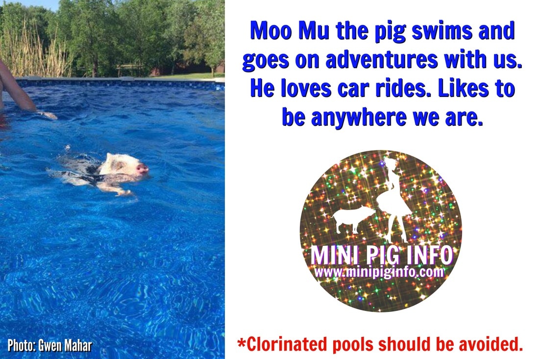 mini pig swimming