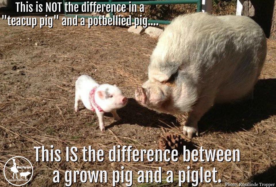 pig versus piglet size