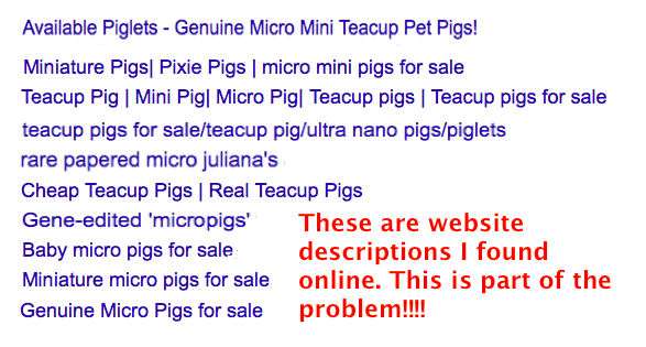 lies mini pig breeders tell