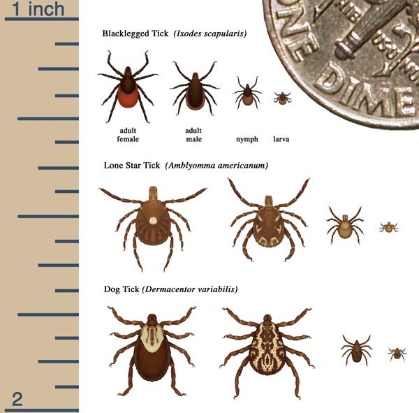 Ticks you should be aware of when you have pet pigs