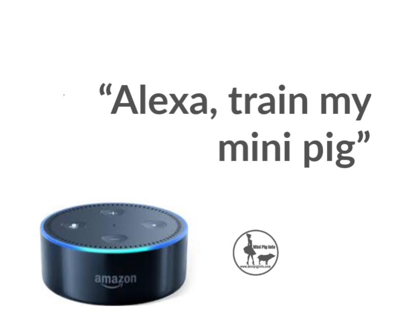 Alexa, train my mini pig